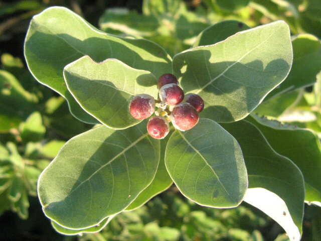 Vitex rotundifolia