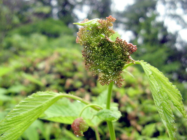 越路蚊子草