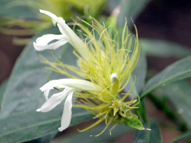 Schaueria flavicoma