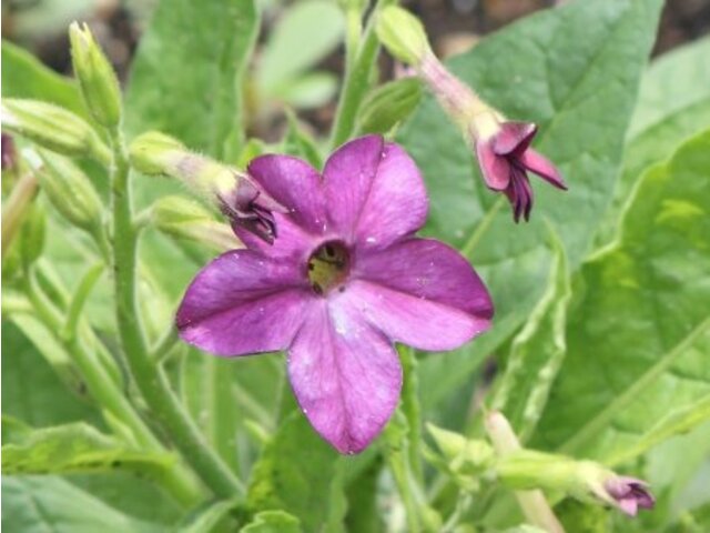 Nicotiana | Nicotiana | Flower Database
