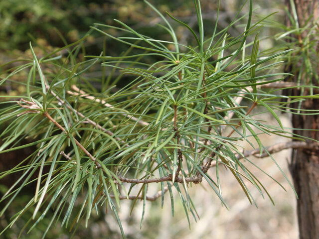 Japanese Umbrella-pine