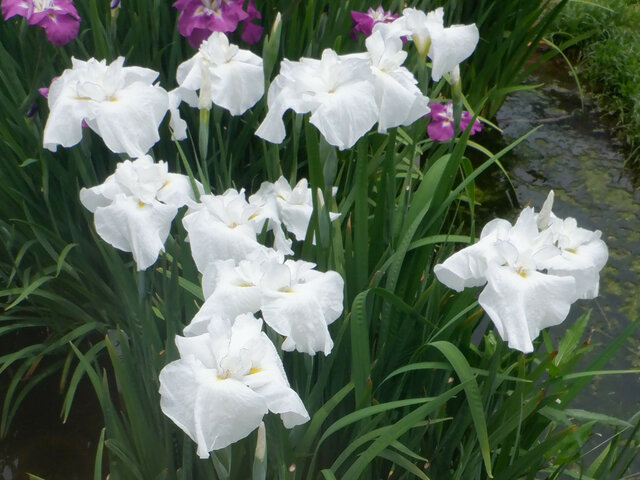 Japanese Iris 'Musashigawa'