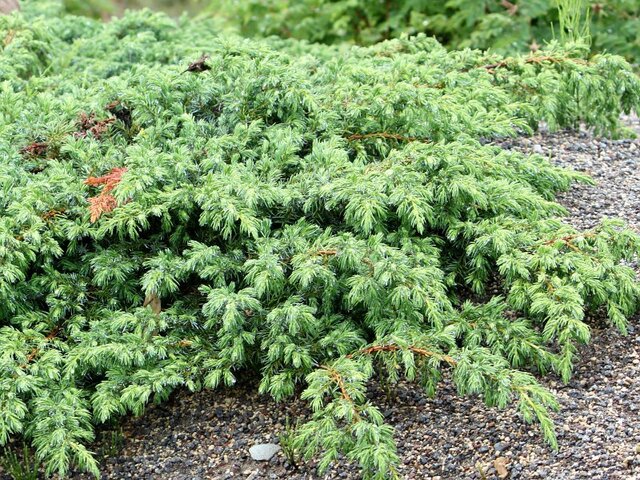 Juniperus communis hondoensis