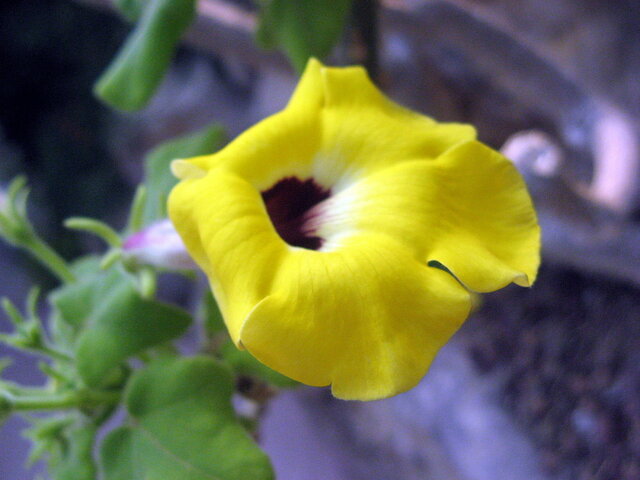 ウの花 かぎけん花図鑑