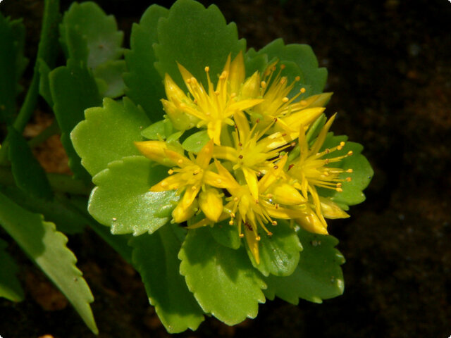 誕生花 8月13日 キリンソウ かぎけん花図鑑