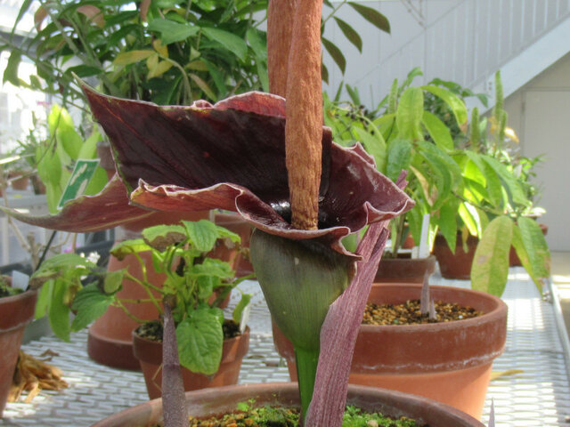 Amorphophallus johnsonii