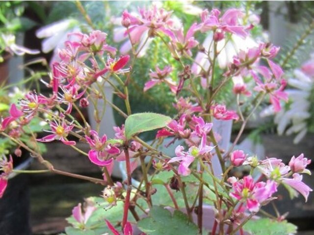 大文字草 Saxifraga Fortunei 科技研花图画书