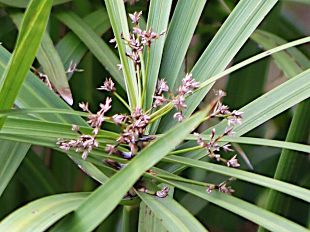 Cyperus alternifolius