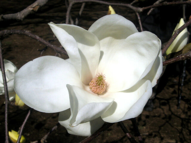 Magnolia denudata