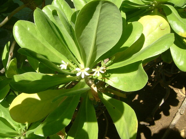 Scaevola taccada