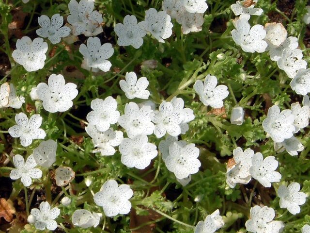 Nemophila snow storm