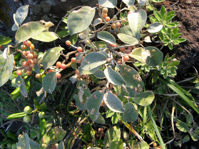 Elaeagnus umbellata