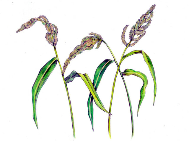 Echinochloa esculenta