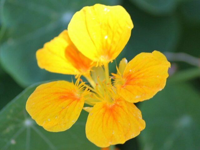 かぎけん花図鑑 9月6日の誕生花 金蓮花 禊萩 科技研花图画书