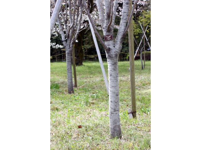 桜 天の川