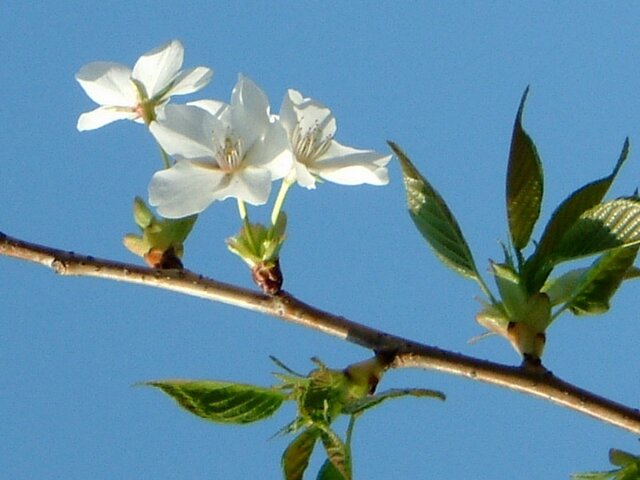 大島桜