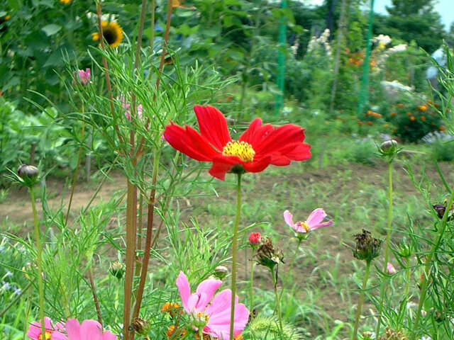 大波斯菊