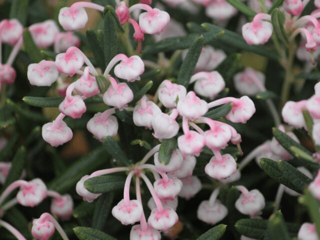 Andromeda polifolia