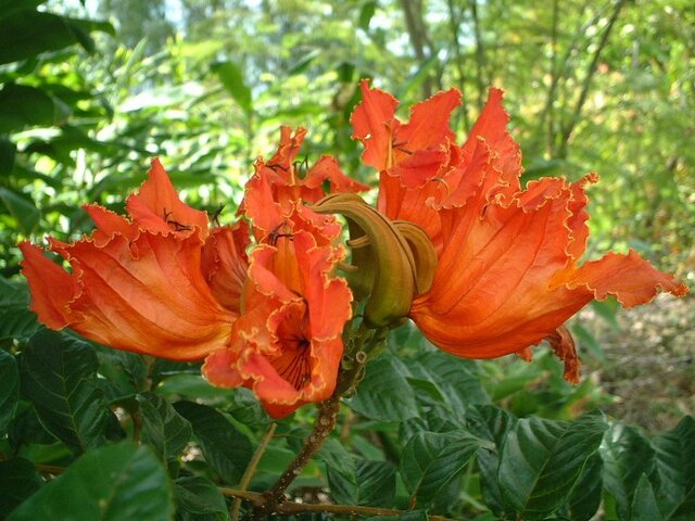 アフリカ 原産 で オレンジ 色 の 花 が 咲く