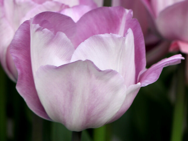 Tulip