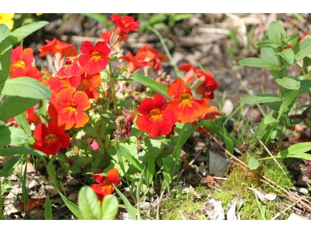 Mimulus ’Mystic orange’ 