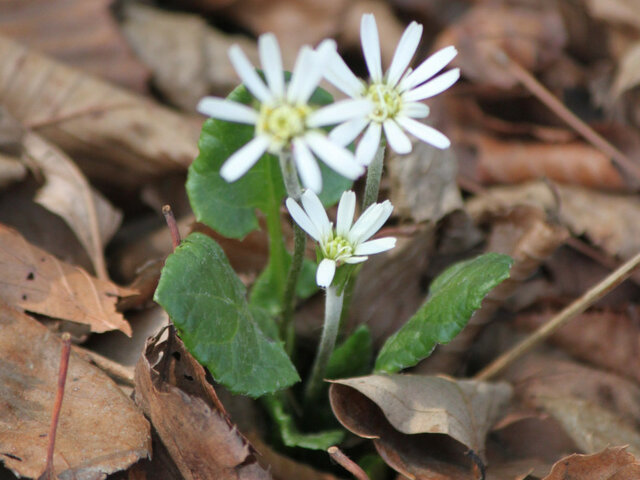 Leibnitzia anandria