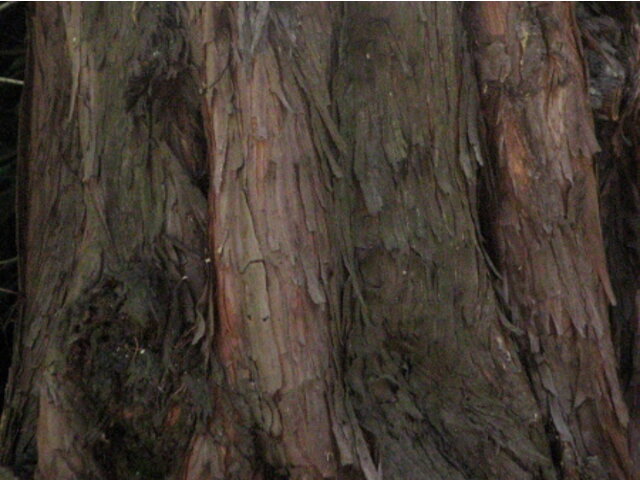 カイヅカイブキ | Juniperus chinensis 'kaizuka' | かぎけん花図鑑