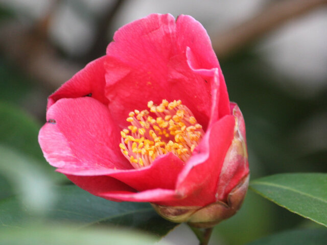 Camellia japonica