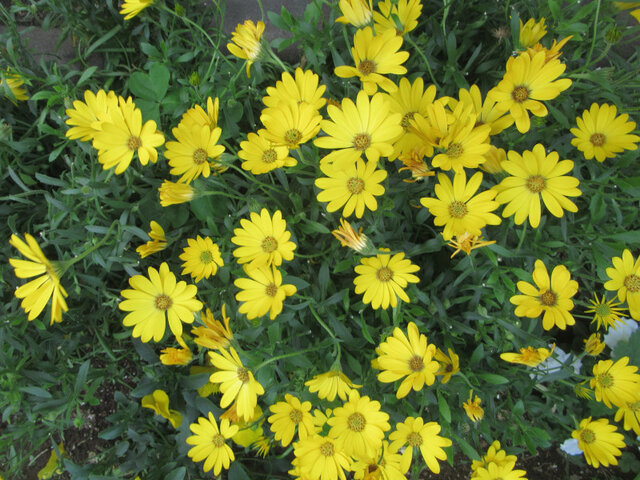 Osteospermum