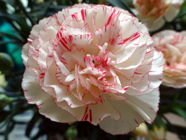 Carnation