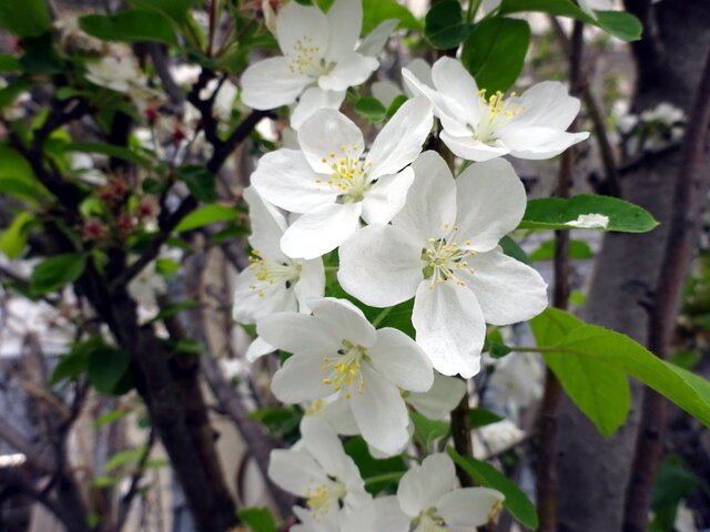 Malus prunifolia