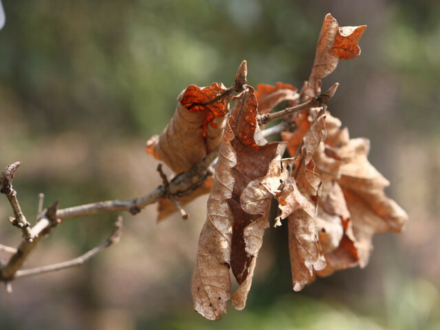 槲树 | Quercus dentata | 科技研花图画书