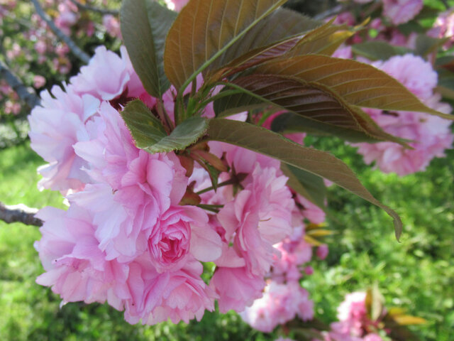 Prunus 'Kanzan'