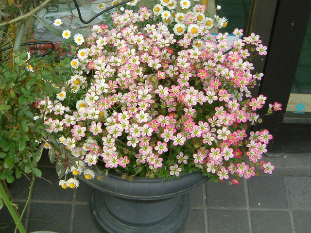 Saxifraga Mossy