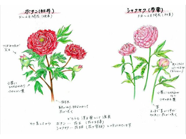 芍药