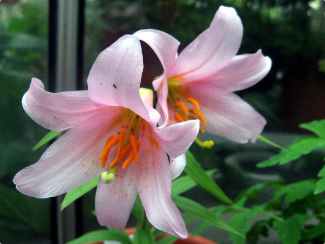 Lilium rubellum