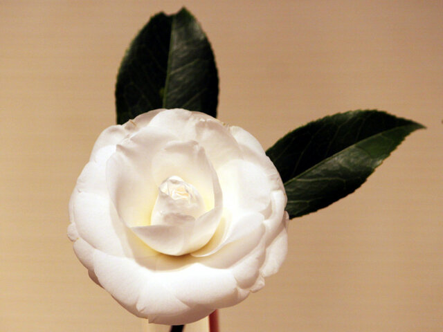 Camellia Alba Plena