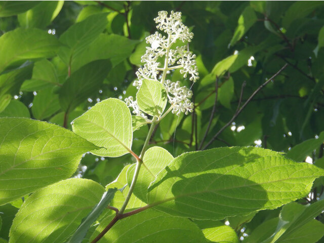 花ら83.　紫陽花の次は任せて　糊空木