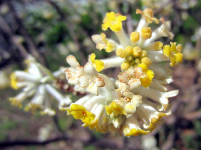 Oriental paperbush