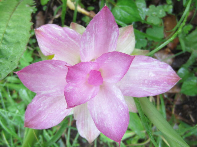 Curcuma aromatica