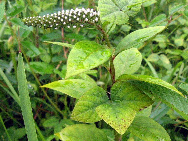 gooseneck loosestrife