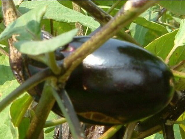Eggplant 'Mizunasu'