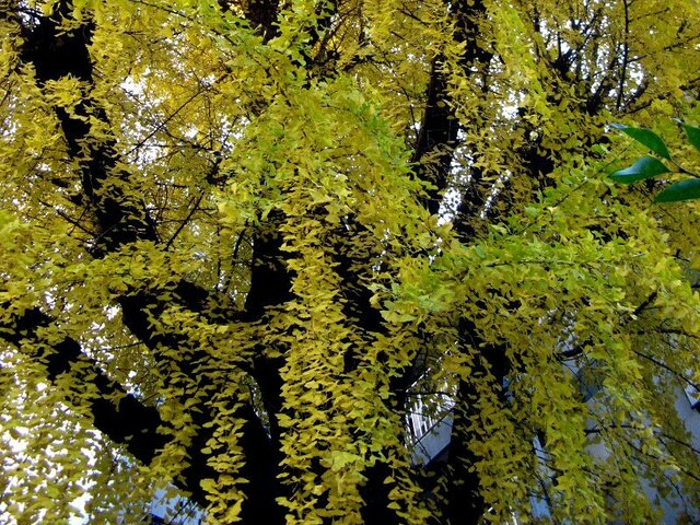 Ginkgo biloba tree