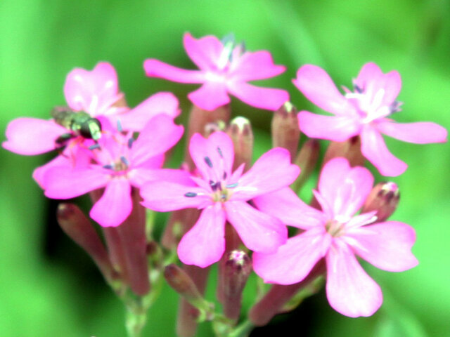 4月22日の誕生花 ムシトリナデシコ アスター 科技研花图画书