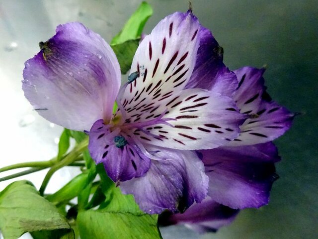 誕生花 8月9日 赤いアルストロメリア かぎけん花図鑑