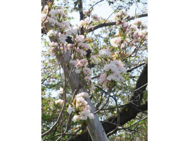 桜 天の川