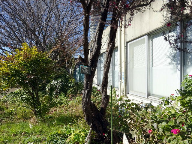 Leptospermum scoparium