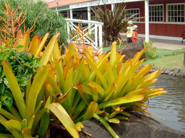 Aechmea blanchetiana