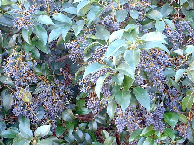 Chinese privet