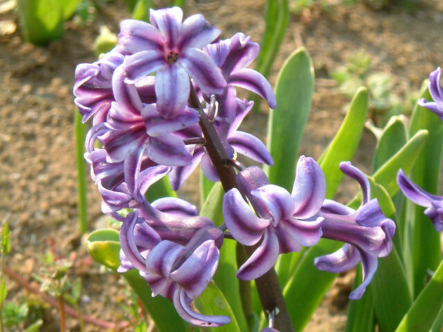 Hyacinth